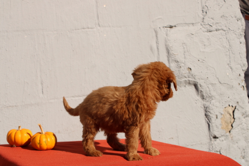 puppy, for, sale, Mini Goldendoodle F1, Matthew B. Stoltzfus, dog, breeder, Gap, PA, dog-breeder, puppy-for-sale, forsale, nearby, find, puppyfind, locator, puppylocator, aca